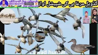 November 2025Wild Duck Hunting Sound//Gadwall duck ki Awaz//#gadwall​ duck sound//
