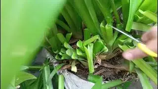 अगर व्हाइट स्पाइडर लिली में भरकर फ्लावरिंग चाहिए तो करिए ये काम #garden #nature #plants #fkower 