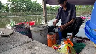 Phần 2 || đặt ếch vụ đ&ocirc;ng xu&acirc;n kiểu ... #vlogs