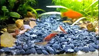 My Mini Shrimp tank - Salmon Feeding