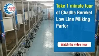 Chadha Bereket Low line Milking Parlour. Milking Machine and Milking Equipment for Cow