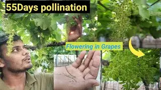 Pollination || how do Natural Thinning in grapes || ದ್ರಾಕ್ಷಿ ಹೂವ || Grapes farming
