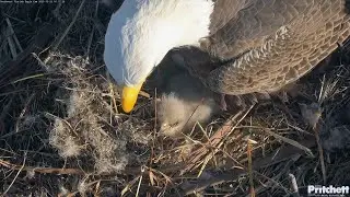 SWFL EAGLE CAM 2025.12.22 Evening to night nest activity. E26 relaxing atop its parents' talons.