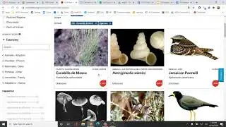 Endangered Species Project Instructions