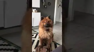 Eurasier - (RICO) - I want to go outside