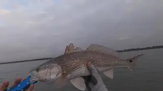 Catch Clean & Cook Redfish on the Halfshell
