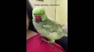 Recovery from feather plucking #ytshorts#parrotlover#parrotcare#parrots#freetreatment#recovery#fypシ