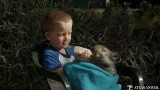 Wombat en 4K
