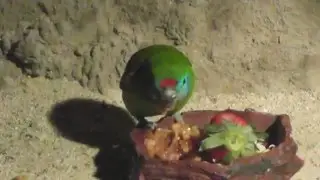 Double Eyed Fig Parrot Eating