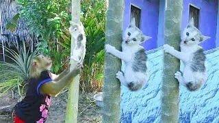 Adorable SokYaa Playing With Kitten Gone Viral Hilarious