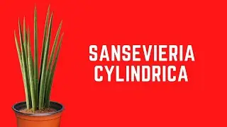 || СОВЕТЫ ПО УХОДУ ЗА САНСЕВИЕРИЕЙ ЦИЛИНДРИЧЕСКОЙ ||