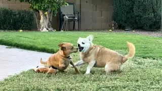 The Toy was Not enough! #puppy #cutedogs #dogplay