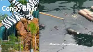 GATOR Feeding at CONGO RIVER ADVENTURE GOLF #shorts