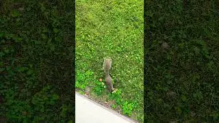 Hand feeding squirrel 🐿️ #squirrelfriends  #squishy #squirrel #animals #squirrellovers #shorts #luv