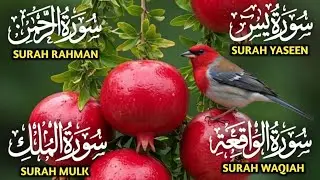 Surah Yaseen ❤ Surah Rahman ❤ Surah Al Waqia ❤ Surah Al mulk Soothing Quran recitation | Ep168