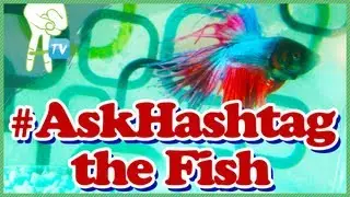 Hello I'm Hashtag the Fish! #AskHashtag - Vlog of Awesomeness