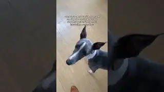 Kev the Whip | When I put on my outside shoes #kevthewhip #funnydogvideos