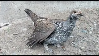 Who is this Sage Grouse seeking ?