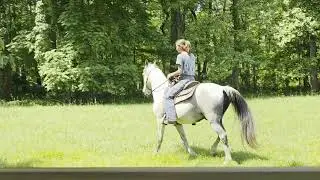 Smokey gray Tennessee Walking gelding for sale in Kentucky