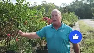 Crape Myrtle Tips for Fall by Canterbury Farms