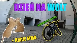 TYPOWY DZIEŃ NA WOLT