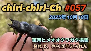 東京ヒメオオクワガタ採集　2025.10.18