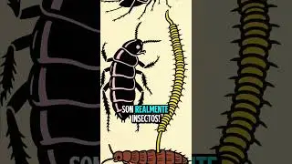 Los Colembolos 😱 #shorts #curiosidades #sabiasque #viral #animales