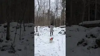 Winter Forest Exploration #shorts #asmr #nature #cute #winter #snow #dog