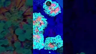 🌈RARE Ricordea Yuma Coral! Green & Pink Combo You&rsquo;ve Never Seen Before 😱🔥#viral #fish #aquarium #4k