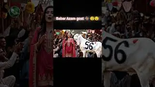 Babar Azam🥵Biggest goat in lahore bakra mandi #babarazam #56 #babar #bakramandi #bakraeid #qurbani