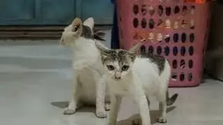 Cat activity