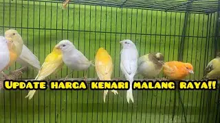 Update on the price of canaries in Malang!!!