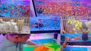 Aquarium Near Kurla Station Kurla Fish DVS Aquarium #fish #