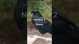 🐦 Some mind-blowing facts about bird's intelligence #shorts #animals
