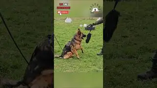 Le jouet qui marche avec TOUS les chiens 😱 Tug / Thug en moumoute