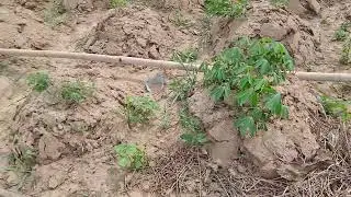 #fyp #1000subscriber river Niger in Nigeria is one of the big river 