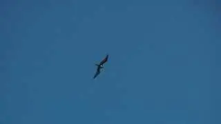 Lesser Frigatebird (adult male), 9th September 2013, Oeno Island, SE Pacific
