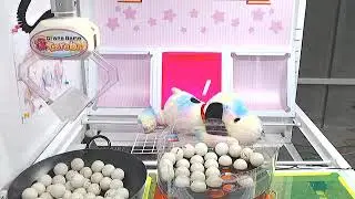 Toreba win claw machine app how to win big snoopy plush tips trick ping pong ball