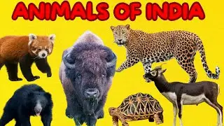 Animals of India For Kids | Learning Educational Video for Toddlers