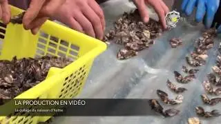 La production de MarNostra en vid&eacute;o : le collage du naissain d'hu&icirc;tres
