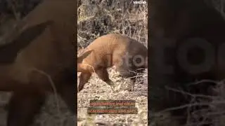Aardvark Facts##Aardvark
