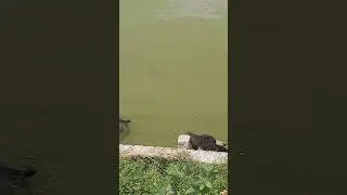 Water Buffalo Bathing in Hot Summer #buffalo #summer #bathing #animals