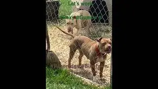 #Bluefawn #razoredge #bullybreed