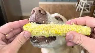 Dogs eating Corn on the Cob! 🐶🌽
