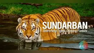 Leader of Tiger Conservation | Shouts