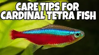How to care for cardinal tetra fish | Prathmesh Aquatics
