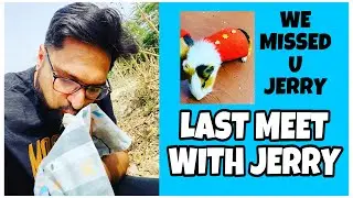 Last Meet With Jerry  ( Guinea pigs DEATH ) Jerry Ko Aaya Heart Attack | Nagi Vlogs