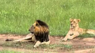 Male lion with one of his pride (Mapogo - Mr T and Ximhungwe Pride)