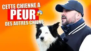 IL VOULAIT BIEN FAIRE&hellip; ET A RENFORC&Eacute; LA PEUR DE SON CHIEN - BERGER AM&Eacute;RICAIN MINIATURE