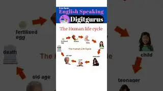 Human life cycle in English@DigitgurusEnglishSpeaking #englishspeaking #englishvocabulary #shorts #ytshorts